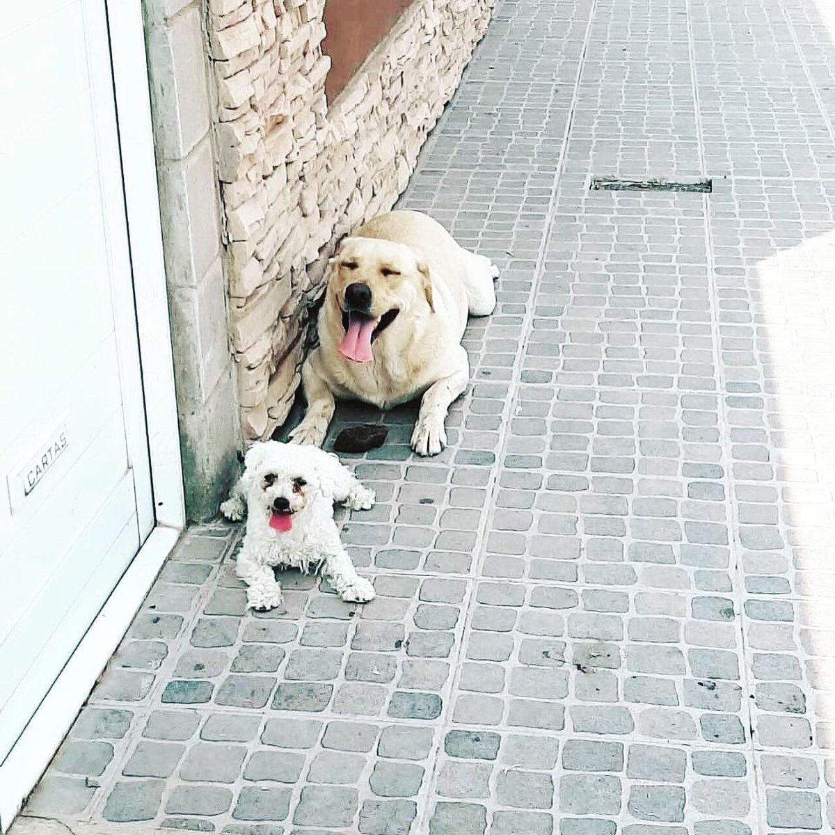 Muy feliz día mis Amores 
Lupe y Leo
Sígueme y te sigo
#DiaDelAnimal 
#BuenJueves 
#amolosperros #SiguemeYTeSigo