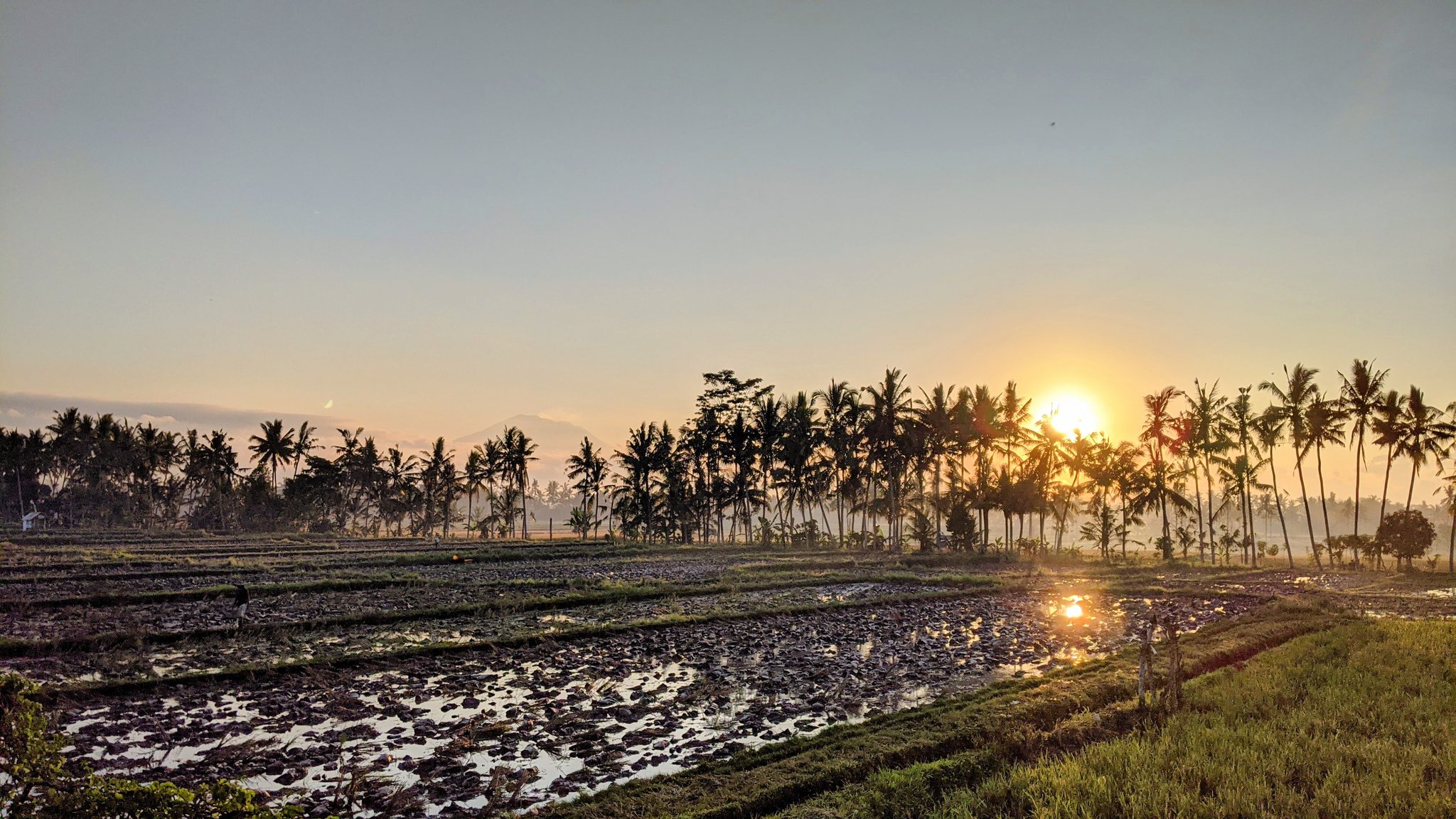 フルヤサトル バリ島ウブド暮らし バリ島ウブド近郊からおはようございます あっという間に田おこしが進み 今朝は鴨たちが黒くめくれた土の上をワイワイとご飯求めて歩き回っている 鴨使いのお父さんはいつもの旗付き棒を使わず 手を広げてかけ声を