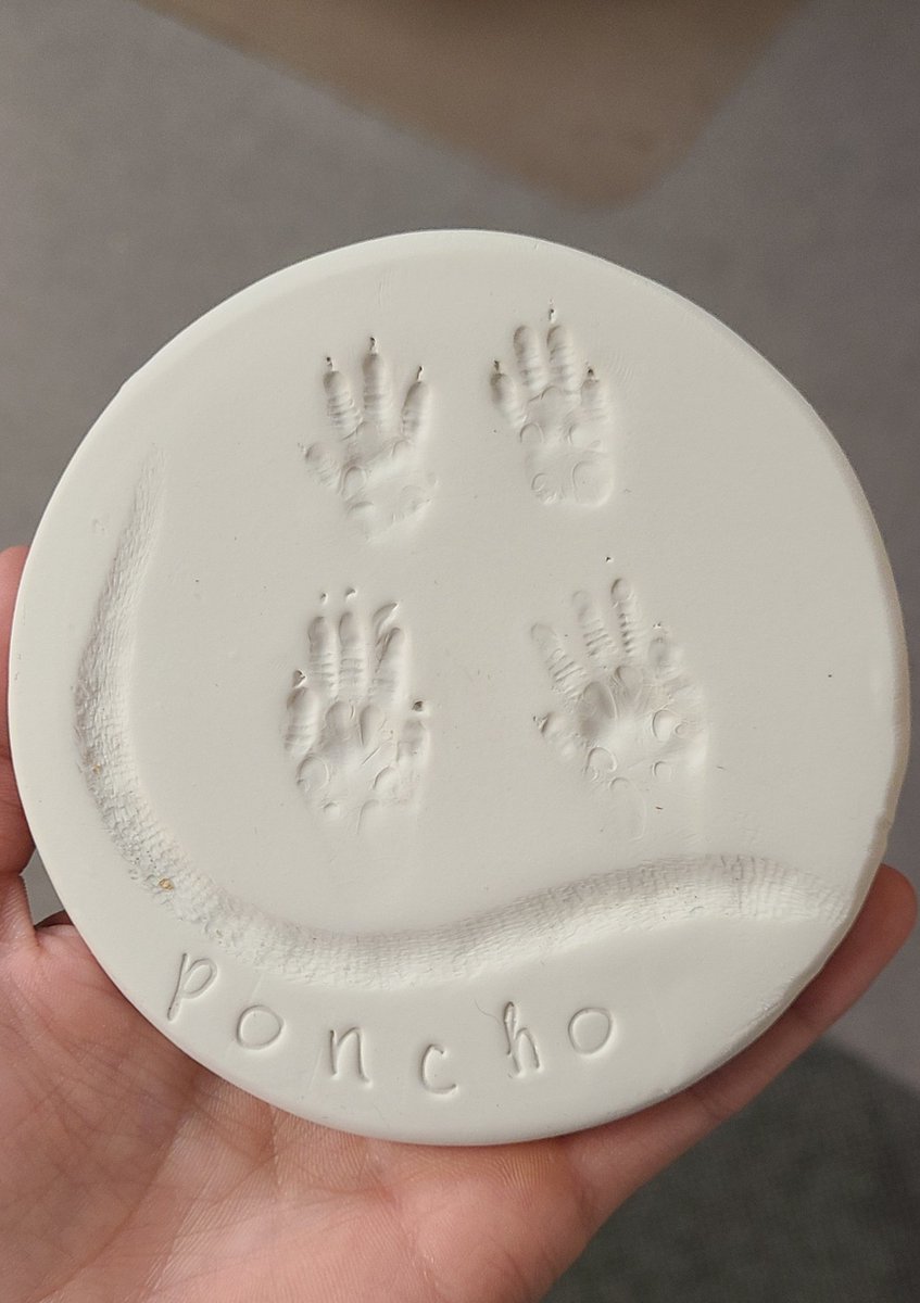 Beesaurus28's tweet photo. Day 31/32: It seems the world wants to test my perseverance through all this- unfortunately had to say goodbye to Poncho after a frustrating battle with illness. At least he can rest easy with Penny now...#6weekstretch  #ripponcho #sorrywecouldntcureyou #andthenthereweretwo https://t.co/ktVQrcr5Q8