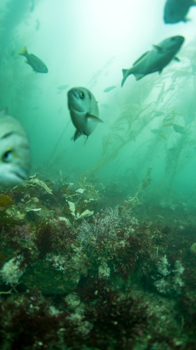 Want to see some stunning images of #animals in the #kelpforest? 

Check out our latest lab note exploring the creatures of the kelp: experiment.com/u/ToVI0Q

#underwater #photography #kelp #ocean #marineanimals