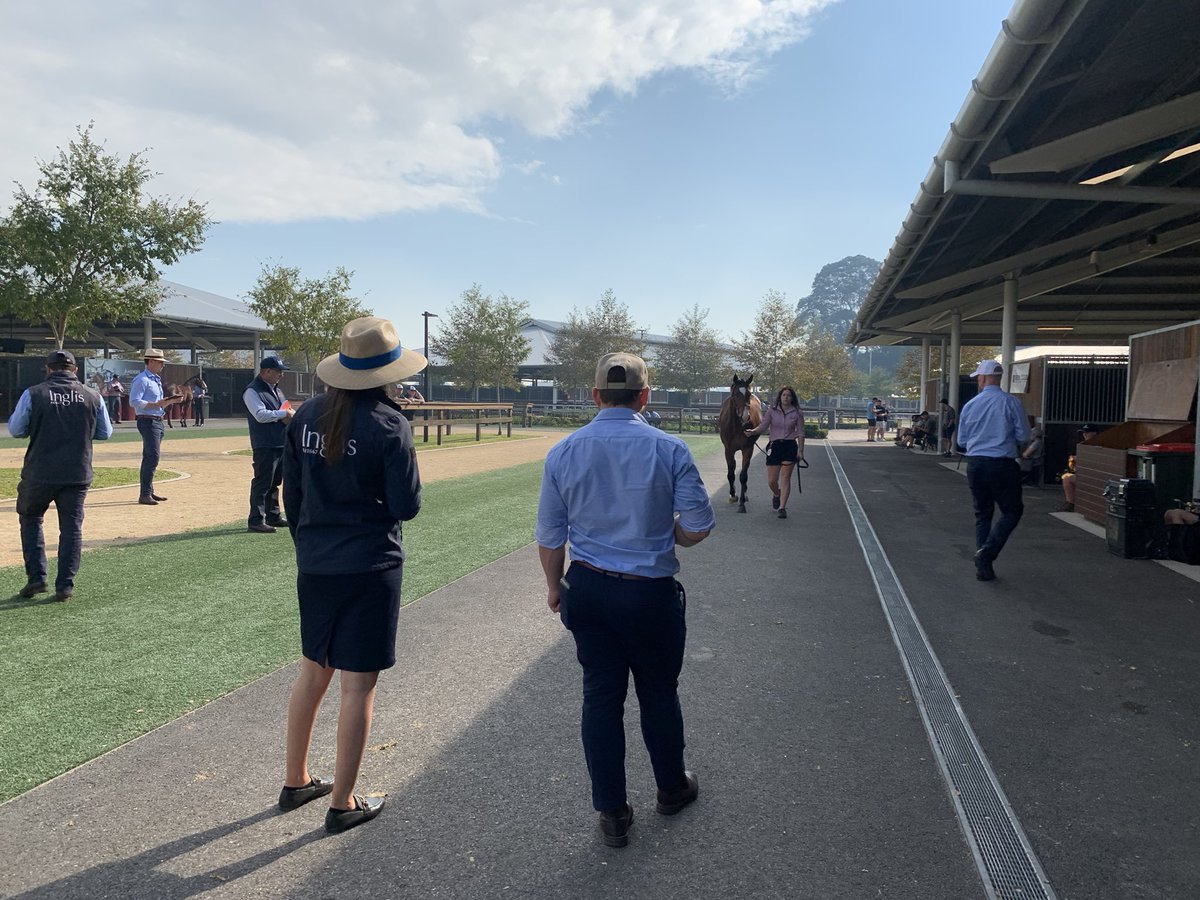 Inspections are well on the way <a href="/inglis_sales/">Inglis</a> 16 yearlings: Capitalist, Dundeel, Foxwedge, Smart Missile, Dissident and more, barn H <a href="/NewgateFarm/">Newgate</a> <a href="/ArrowfieldStud/">Arrowfield Stud</a>