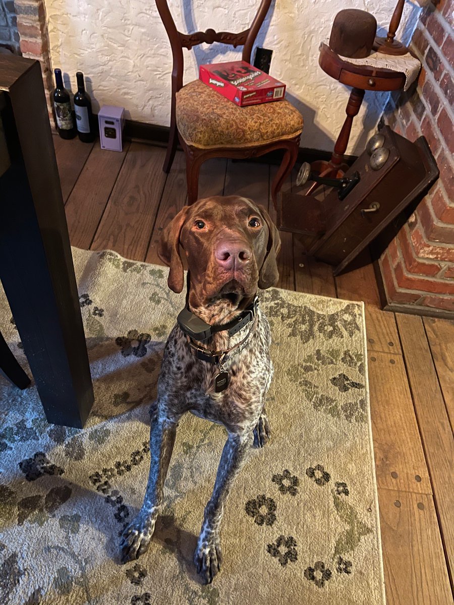 KyleeMacavoy's tweet image. #buschCTOcontest #BuschDogBrew