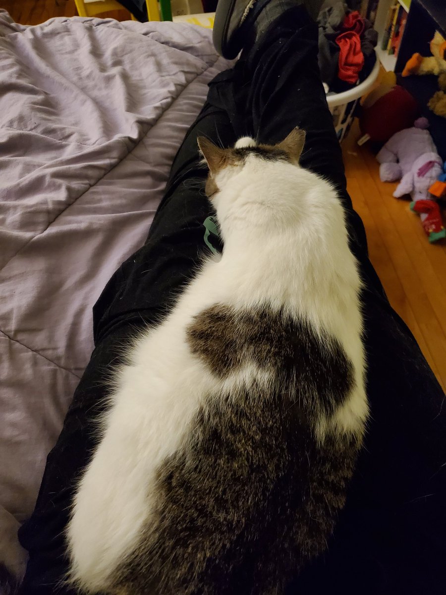 ProfTags's tweet image. The cats are teaming up to try to tell me to rest. I love these cats #KittyTA 

...or maybe they're just telling me I'm comfortable 🤷‍♂️