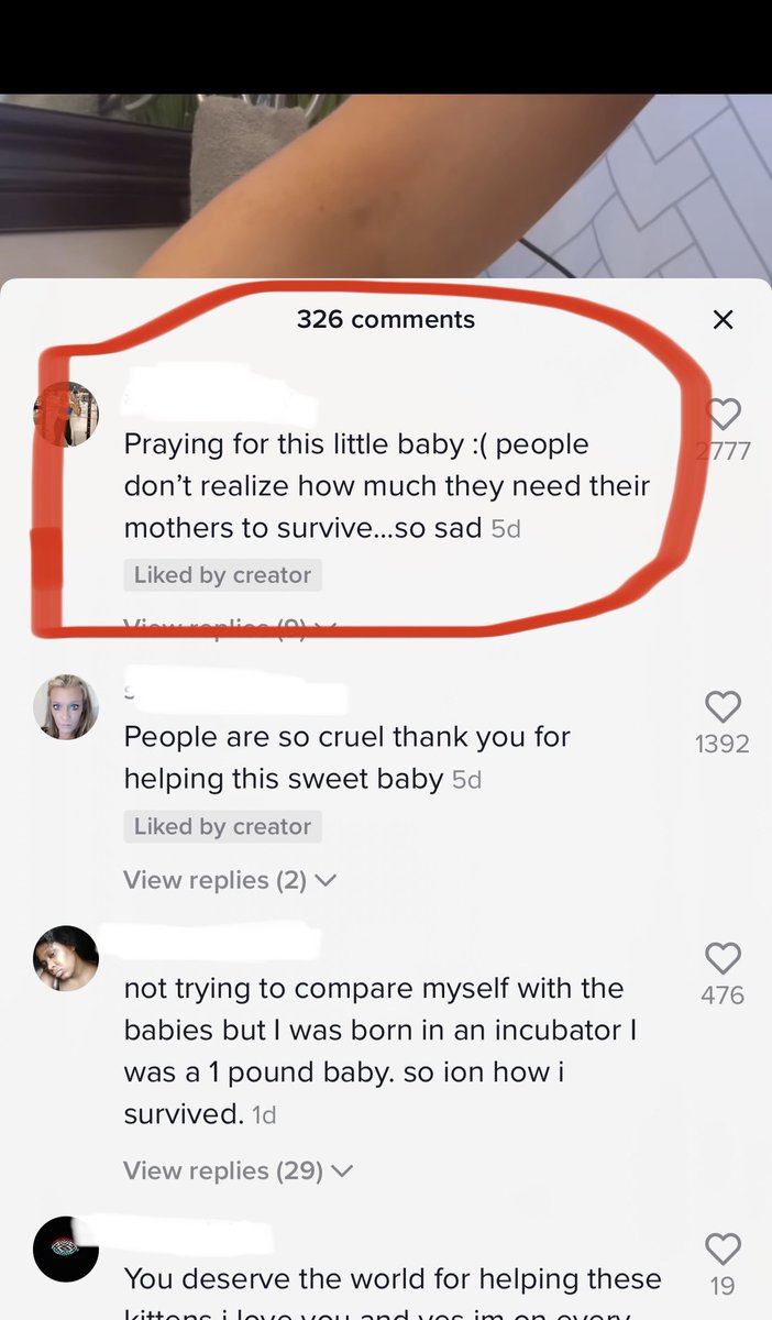 OBCadoptee's tweet photo. Just wanted to watch cute kitten videos and then, ✨meta dissociation✨ #adopteevoices #adopteeproblems #adoption #kittensoftwitter https://t.co/j1pGFkrrYR
