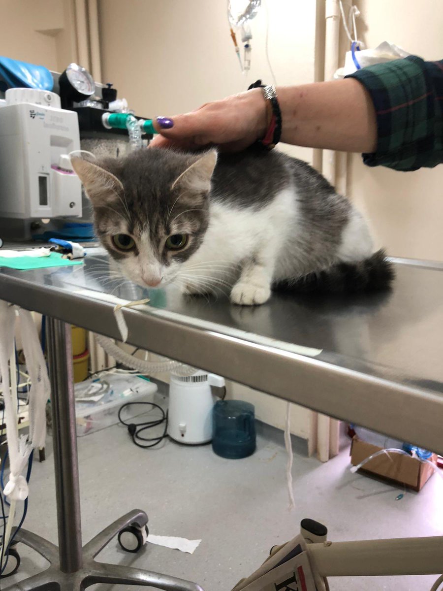 fiphastasimia's tweet photo. Mia’yı bi kere daha ölüme terk etmek istemiyorum ilaç masrafını toplamam lazım lütfen destek olun neden sesimizi kimse duymuyor Mia gün geçtikçe destek alamıyor ölüme mahkum oluyor ilacı bitiyor onu bırakmak istemiyoruz hayata bu kadar bağlıyken onu ÖLÜME TERK EDEMEYİZ😣😣‼️‼️ https://t.co/U6N6JpYUeE