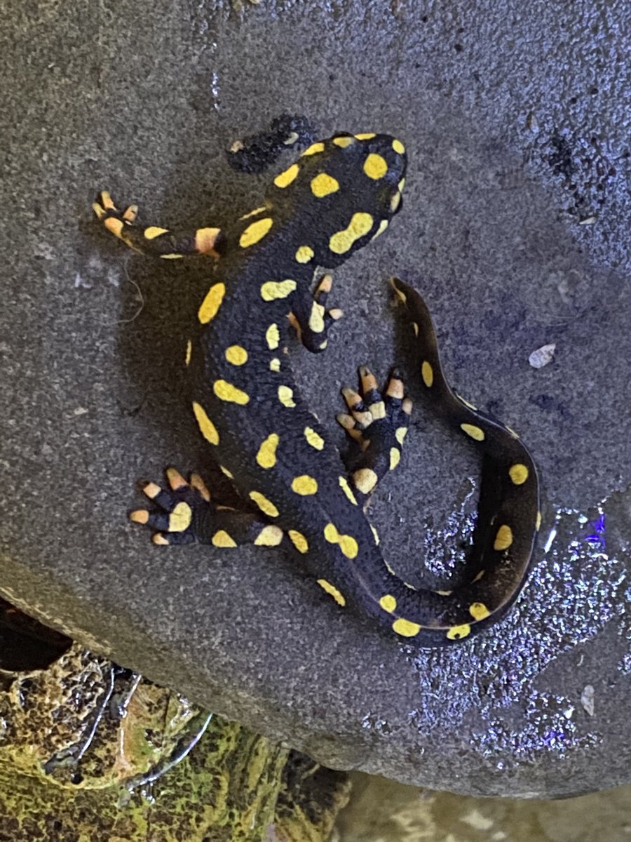 Blackmudpuppy's tweet photo. Just found some eggs from these guys tonight. I really thought they were going to skip this year but apparently they just decided to lay super late. https://t.co/ozMKEFOypm