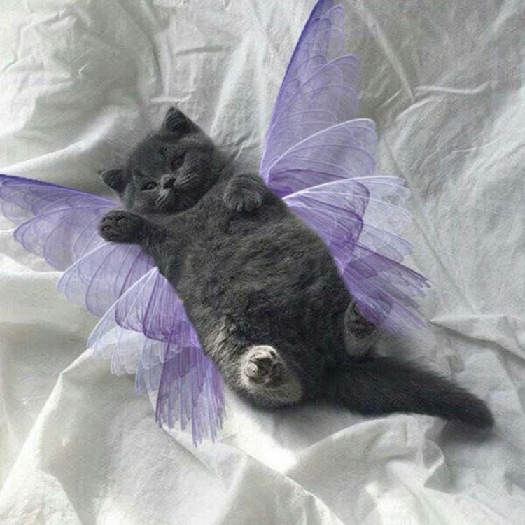 fairy cats :,)