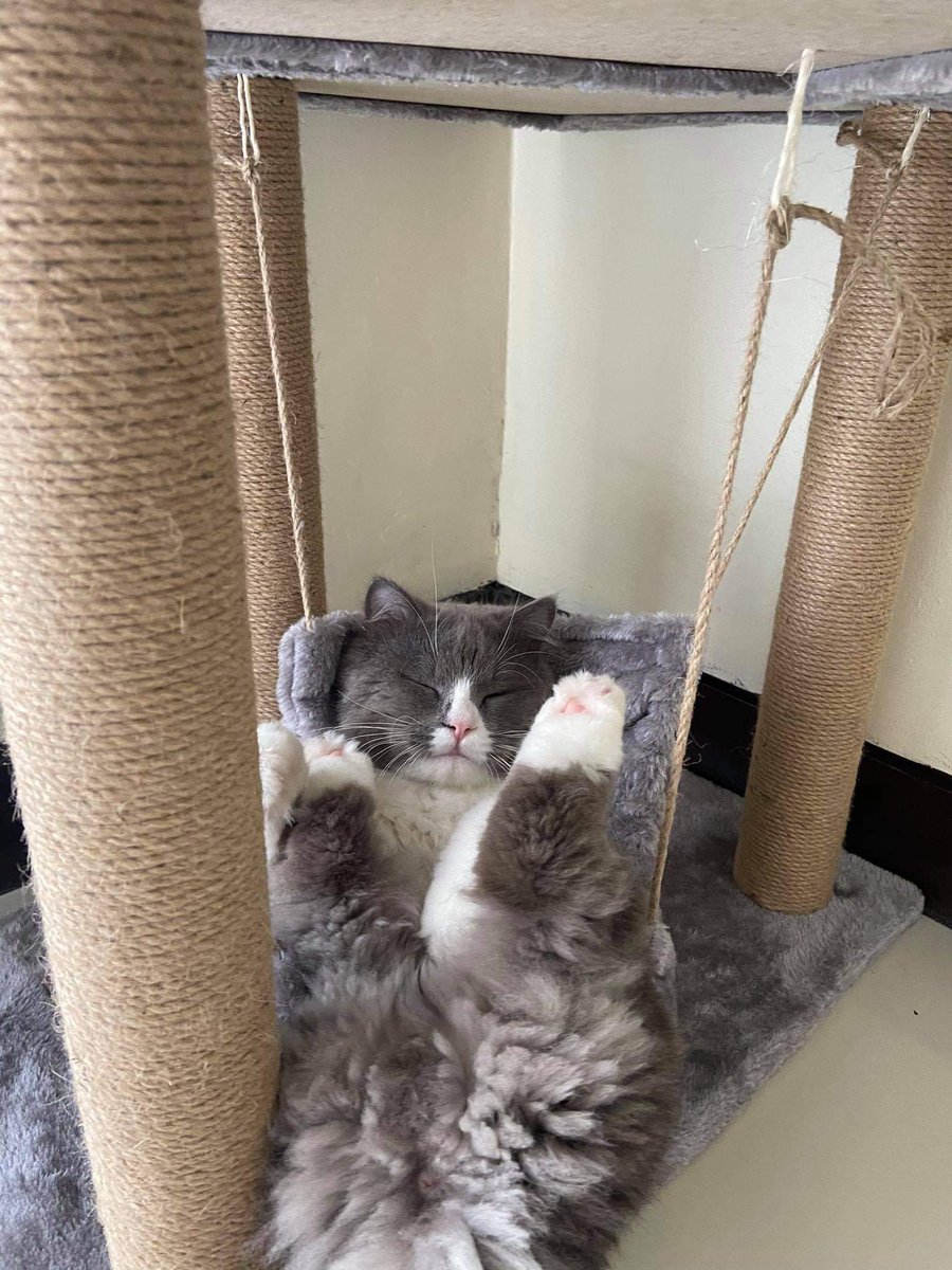 pictures and videos of my cat that can help u distract urself !!
