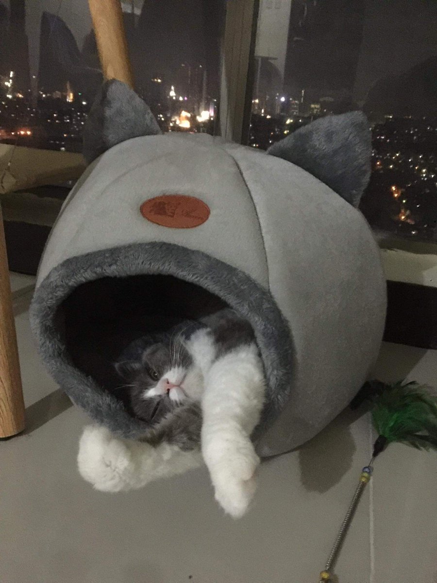 pictures and videos of my cat that can help u distract urself !!