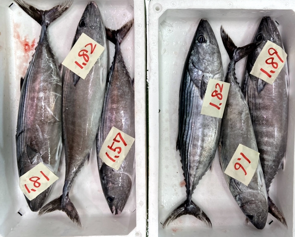 山陰浜田港 渡辺鮮魚店 Watanabesengyo Twitter 山陰浜田港 渡辺鮮魚店 Watanabesengyo Twitter