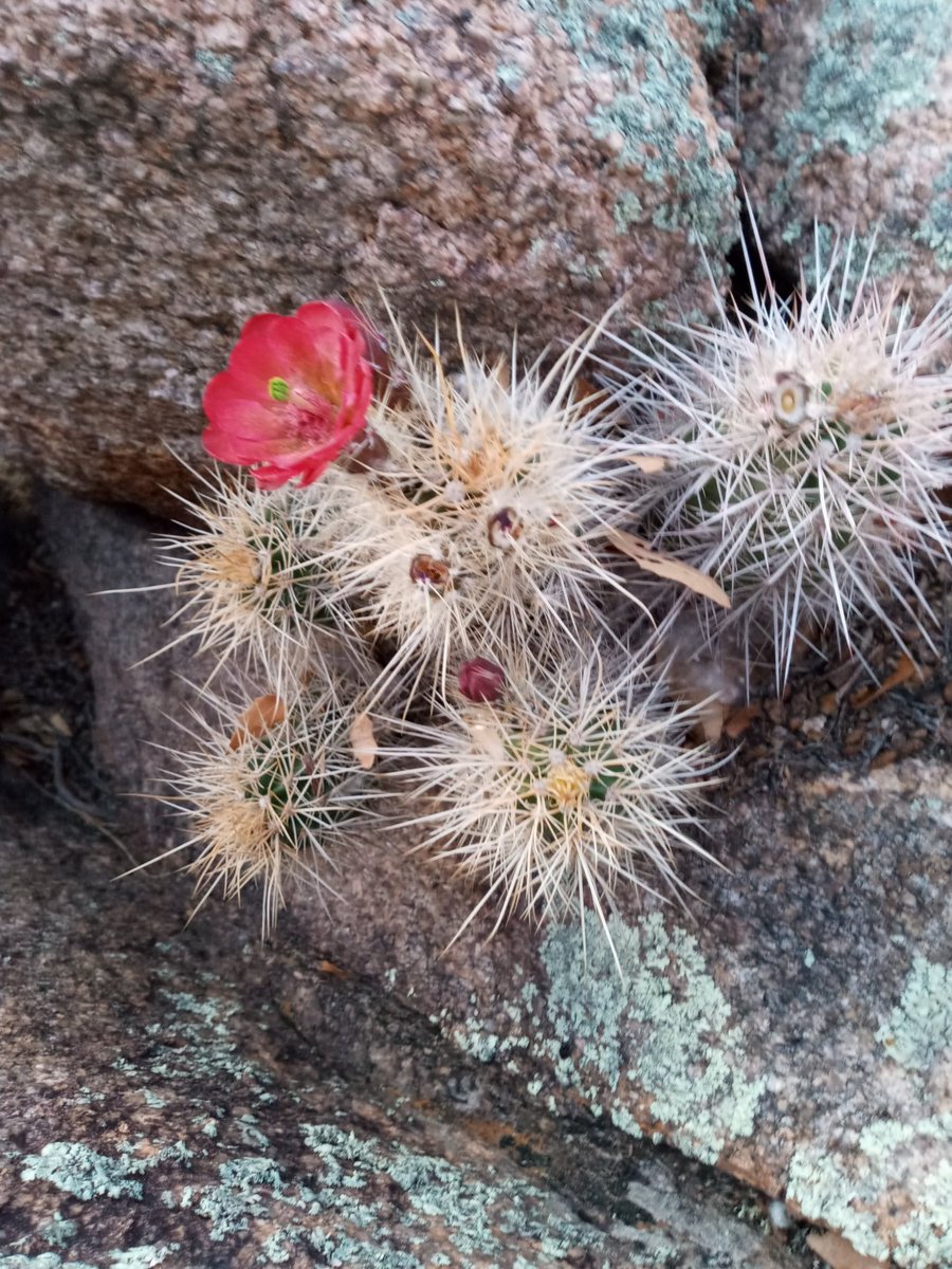Alex126543's tweet photo. Finally. A post that isn't just another retweet. Here's some pics I took on hike earlier today. I hope y'all enjoy~ https://t.co/T0JhKCjt3E