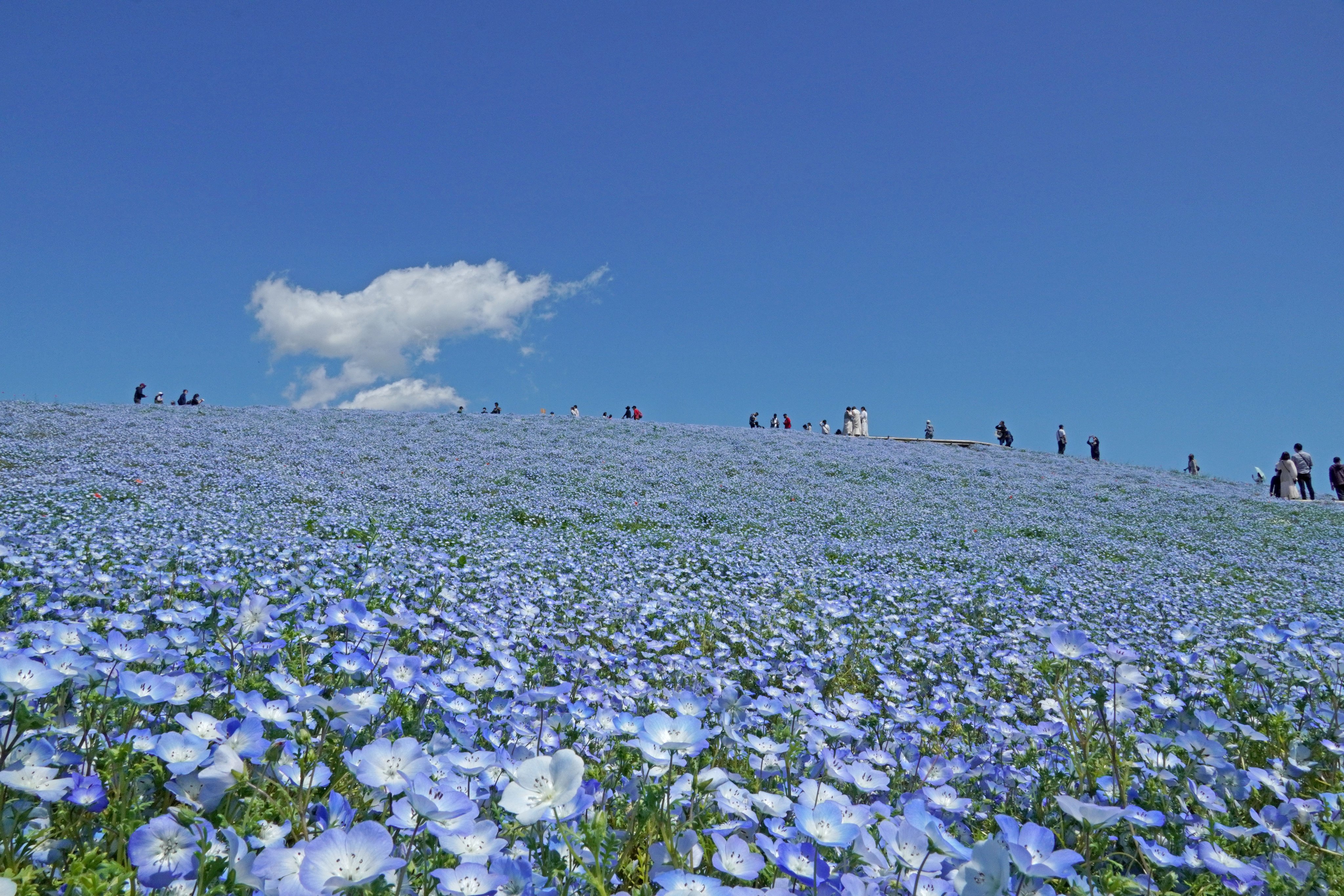 国営ひたち海浜公園 公式 青空に雲がほんわりと浮かび やさしい小さな青い花がずっとずっと続いていく ゆっくりと時が流れているような 晴れの日の丘 とても美しかったです ひたち海浜公園 Hitachiseasidepark ネモフィラ Nemophila みはらし