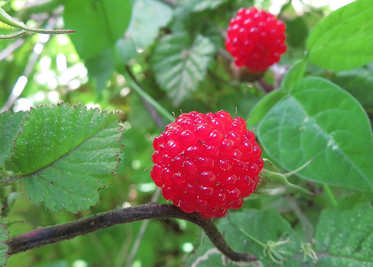 八條忠基 公園を散歩しておりましたら クサイチゴ 草苺 学名 Rubus Hirsutus の実が熟しているのを発見 たいへん甘く美味しい野いちごです 平安時代の文献にも イチゴ は登場しますが 現在見るオランダイチゴが栽培されるようになったのは明治以降