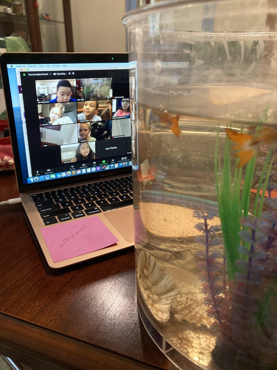 You should have heard the squeals of delight at seeing the class fish alive and well. (Yes, I still have to be reminded to record attendance 🙄) #ISPPCambodia #ispponlineschool