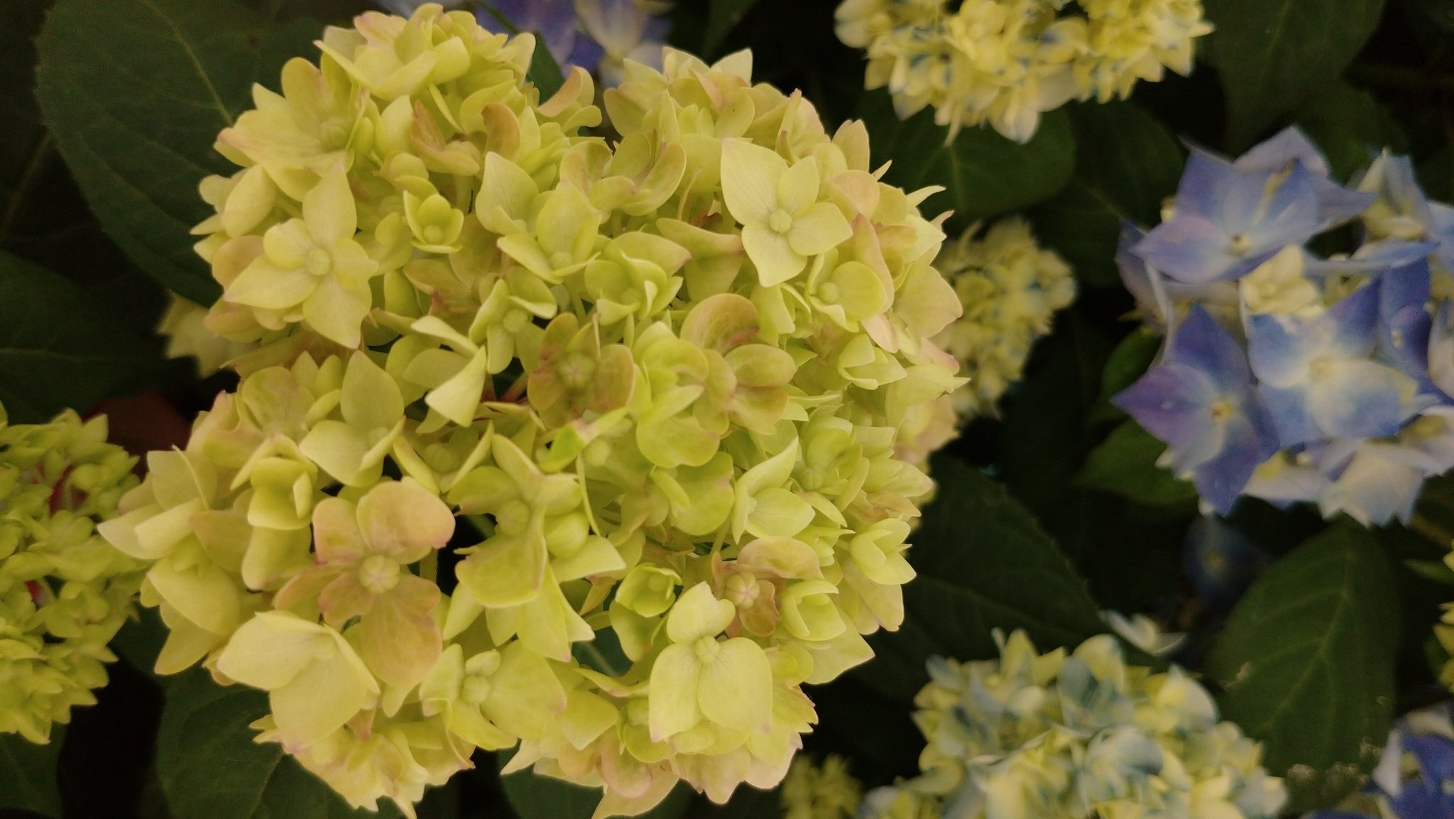 てててまり Twitter Search Twitter