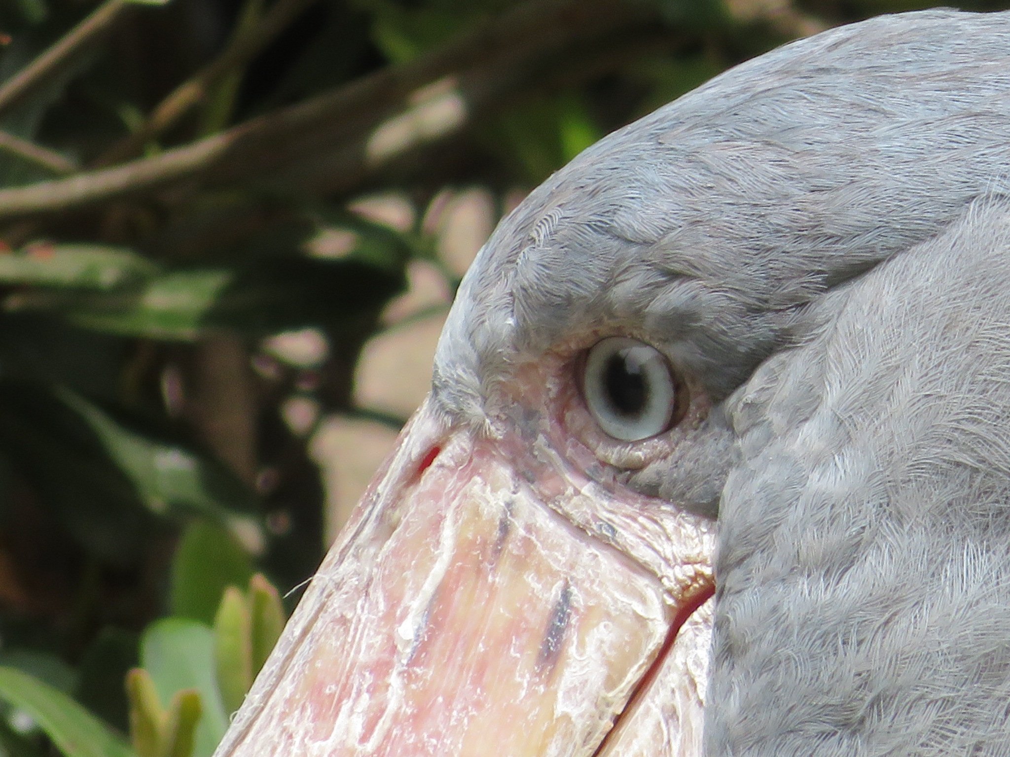 千葉市動物公園 公式 在 Twitter 上 ヘビクイワシの長いまつげ ハシビロコウにはありません なぜ違いがあるのか 飼1 千葉市動物公園 ヘビクイワシ T Co Rblioqnh6g Twitter