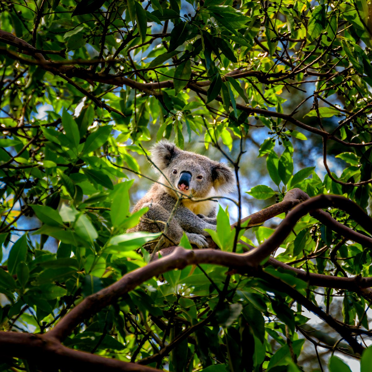 ReptileEnc's tweet image. Today is #WildKoalaDay and we know you want to ensure the future of these amazing creatures!

You can help by heading out with the Koala Clancy Foundation to plant trees to help support our local Koalas 🐨🌳

koalaclancyfoundation.org.au/events/