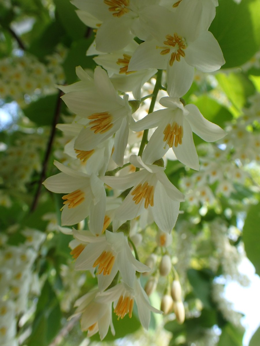 例年よりやや早くハクウンボク（白雲木）が満開です。大きな円形の葉と房状に咲く白い花が印象的です。（普）
#園内の自然めぐり
#おうちでZOO