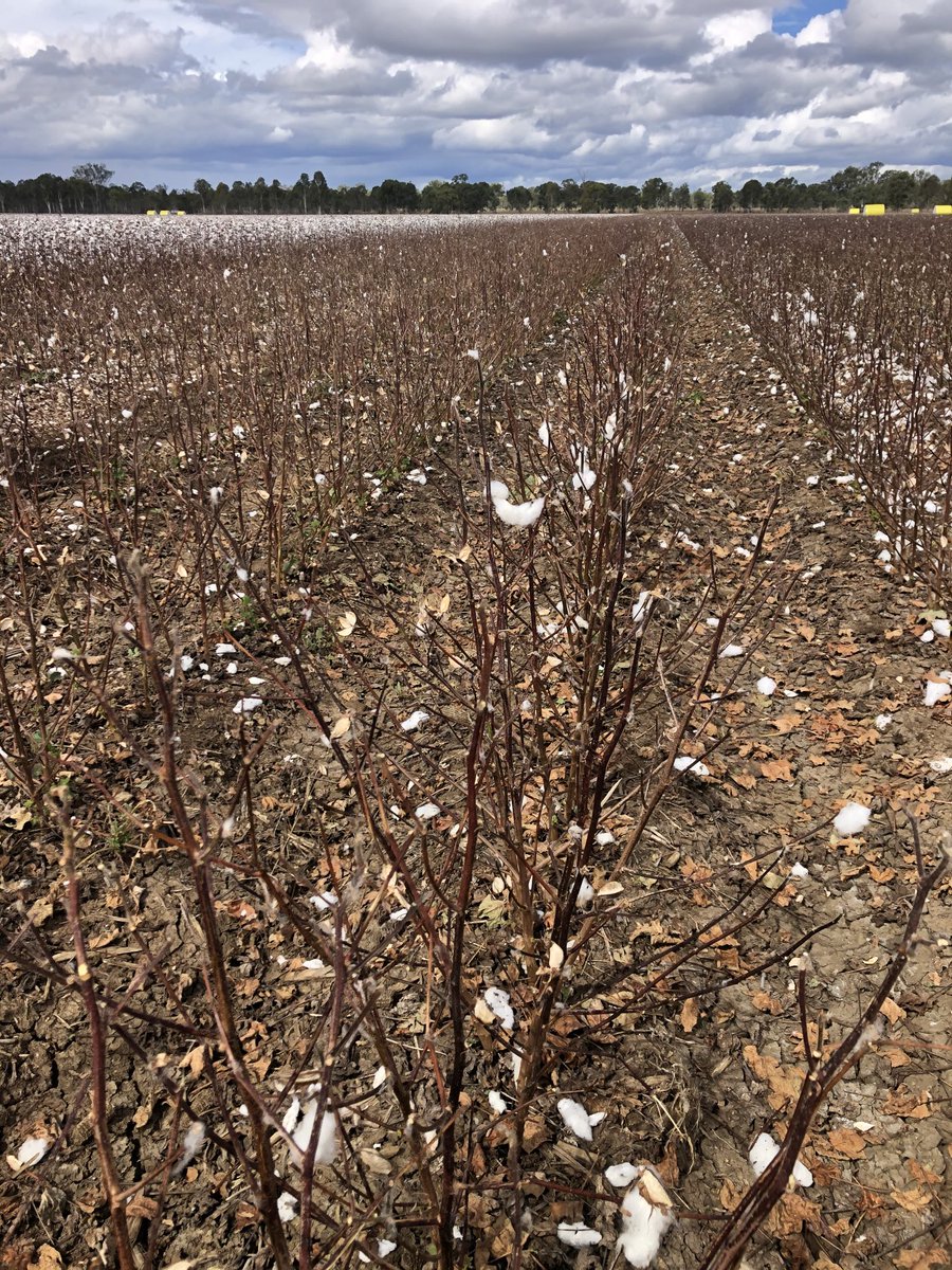 1agro's tweet photo. #cotton yielding 11plus/ha using a stripper great job https://t.co/tnkEp1M38q