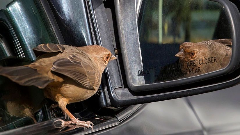 CornellBirds's tweet photo. Spring is here, the sun is out, the air is sweet, and flowers are blooming, but what's up with the birds attacking and flying into windows or car mirrors on purpose? Find out in our Question of the Week: https://t.co/F4OdT5UAJr https://t.co/sW4iGPKSv6