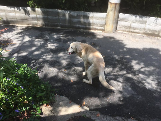 迷子犬のtwitterイラスト検索結果 古い順