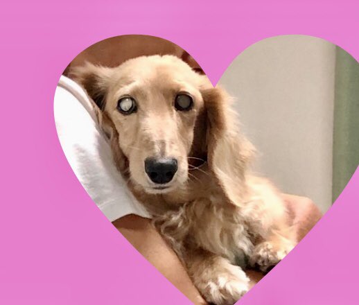 クッキー ママ 老犬日記 Iuware9hzem0dfp Twitter クッキー ママ 老犬日記 Iuware9hzem0dfp Twitter