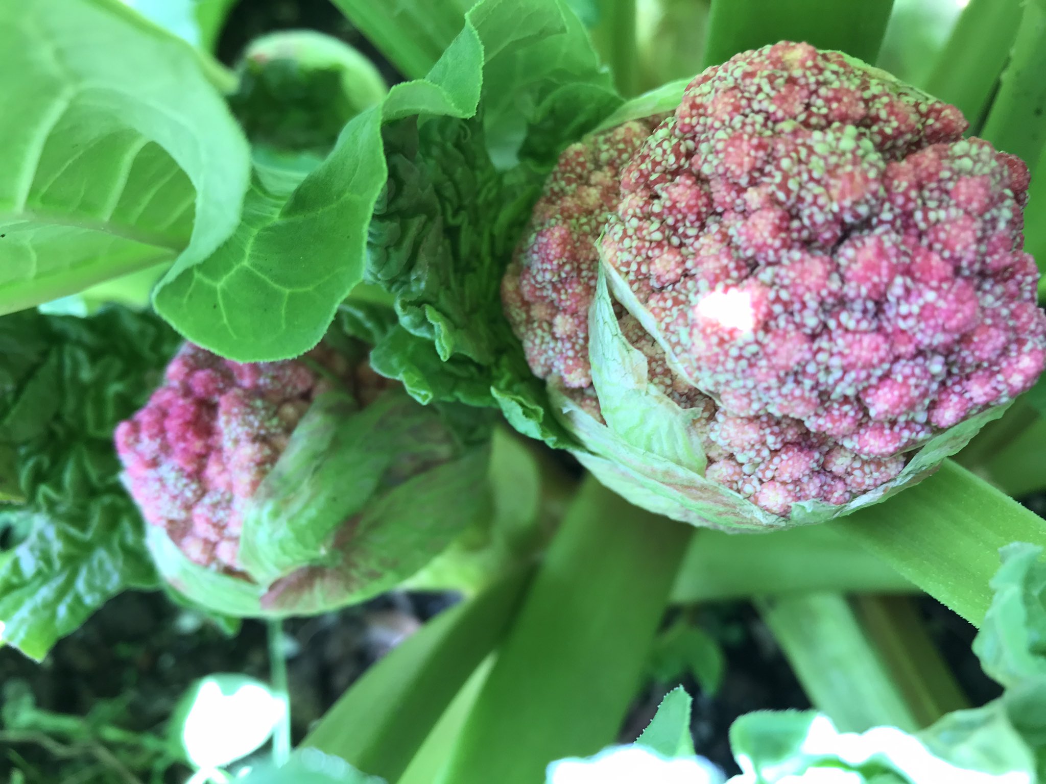 たまま Shuna04 うわぁ 何 おばけブロッコリーのカラフルバージョン 野菜なんだよね コレを調理して サラダになる 蒸し野菜 またupしてねー Twitter