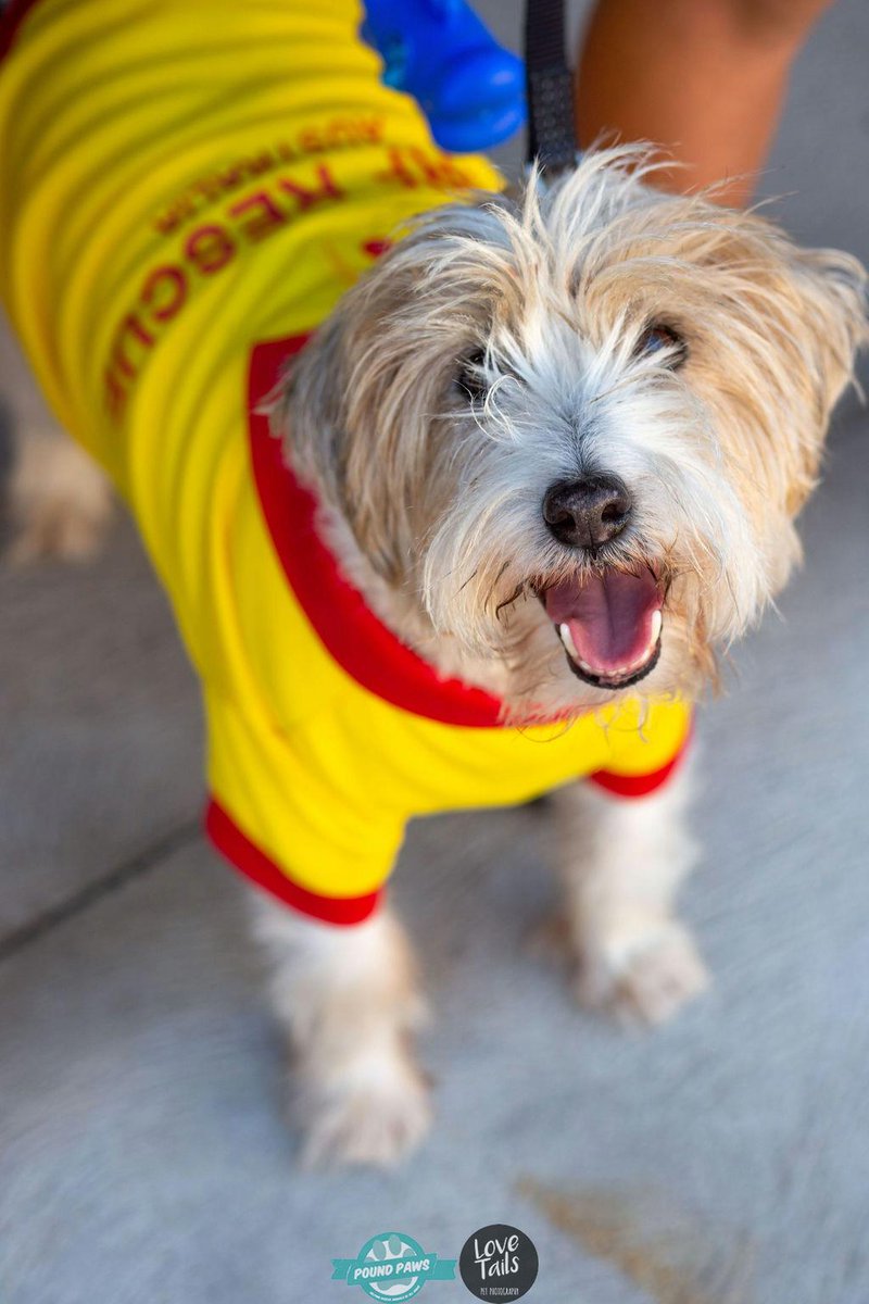 OzDogLover's tweet photo. #PoundPaws Dog Day at #BondiBeach supported by #WaverleyCouncil returns on May 23 with the #Bondi Doggie Lifeguard Challenge, #Puppy Pilates, #dog fashion show, competitions, rescue groups, stalls...
With a #Covid check-in, you'll need to register prior!
https://t.co/2ltJqV3dwS https://t.co/1XtAwm2XQz