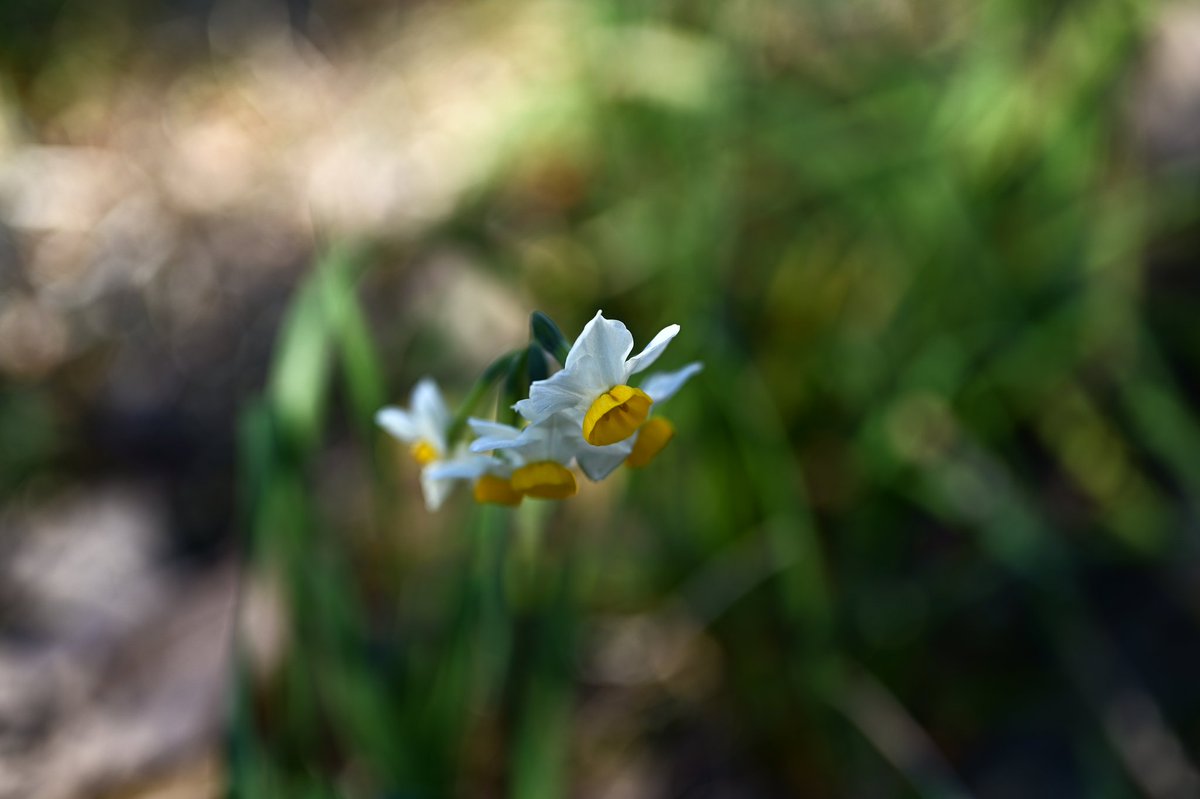 sounds_g00d's tweet image. Nikon Z6
NIKKOR Z 50mm F1.8 S
#photography #nikon #light_nikon #nikonglobal #nikonphotography #nikonnofilter #nikonz6 #z6 #z50f18