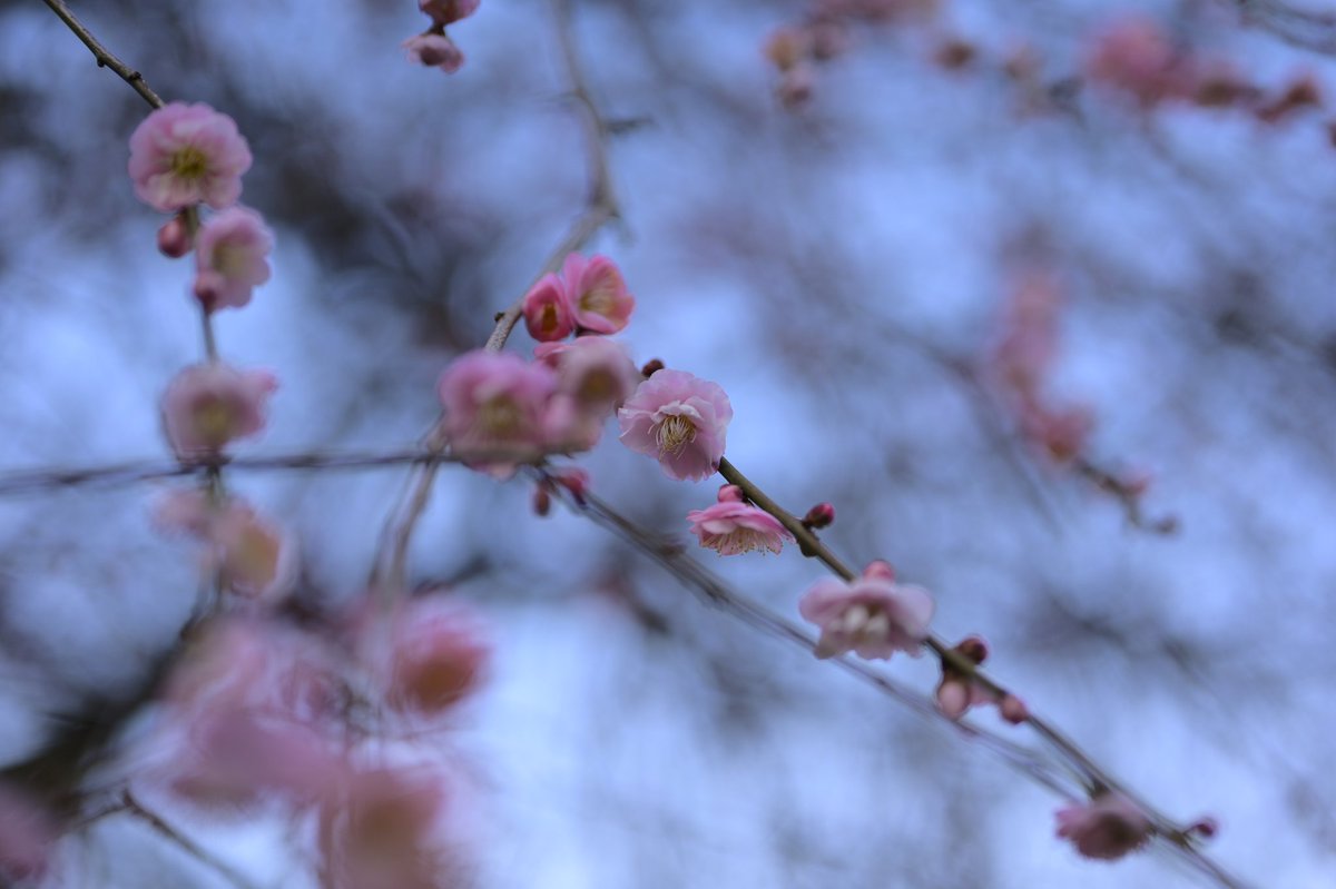 sounds_g00d's tweet image. Nikon Z6
NIKKOR Z 50mm F1.8 S
#photography #nikon #light_nikon #nikonglobal #nikonphotography #nikonnofilter #nikonz6 #z6 #z50f18