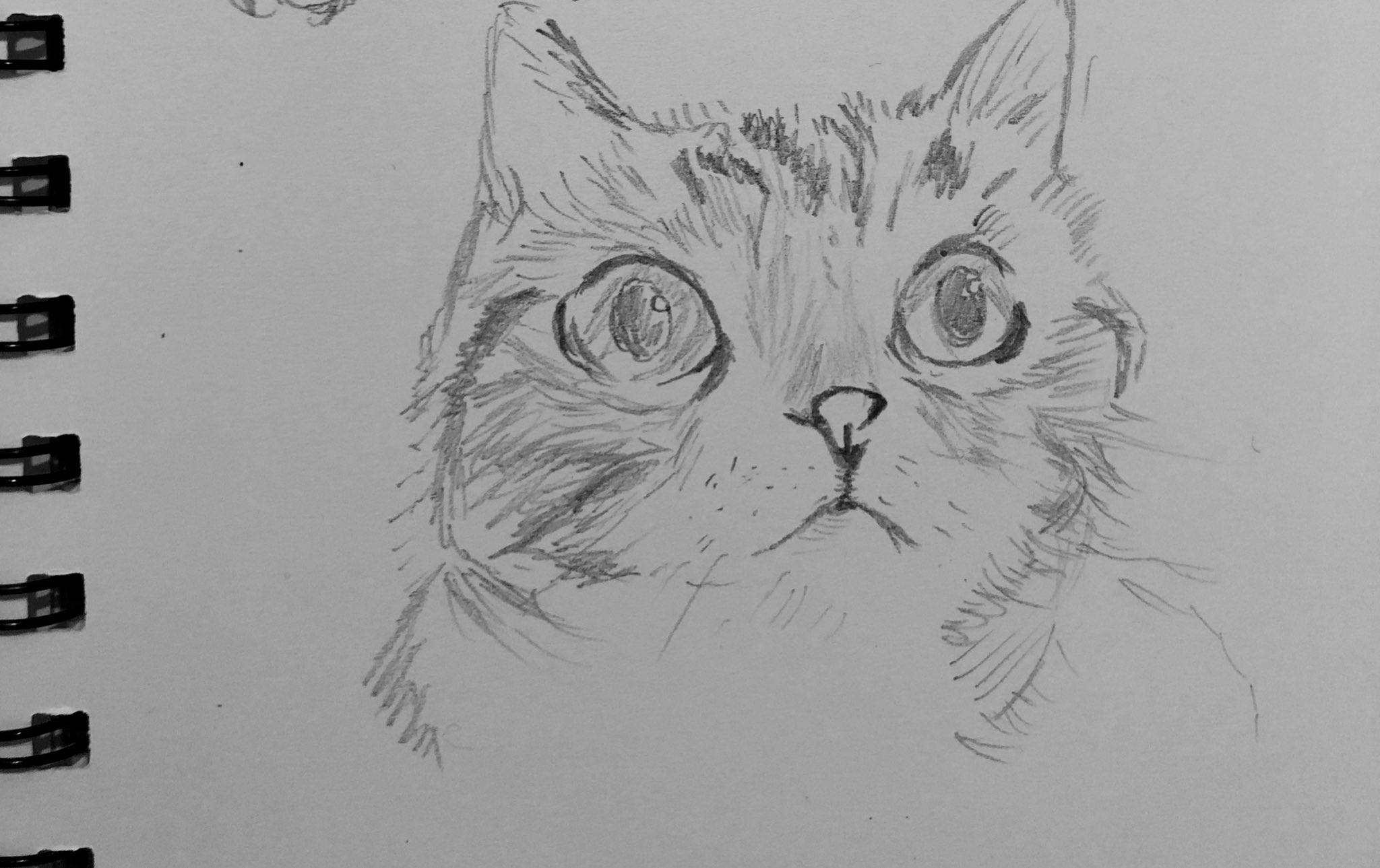 猫イラスト 模写 Twitter Search Twitter