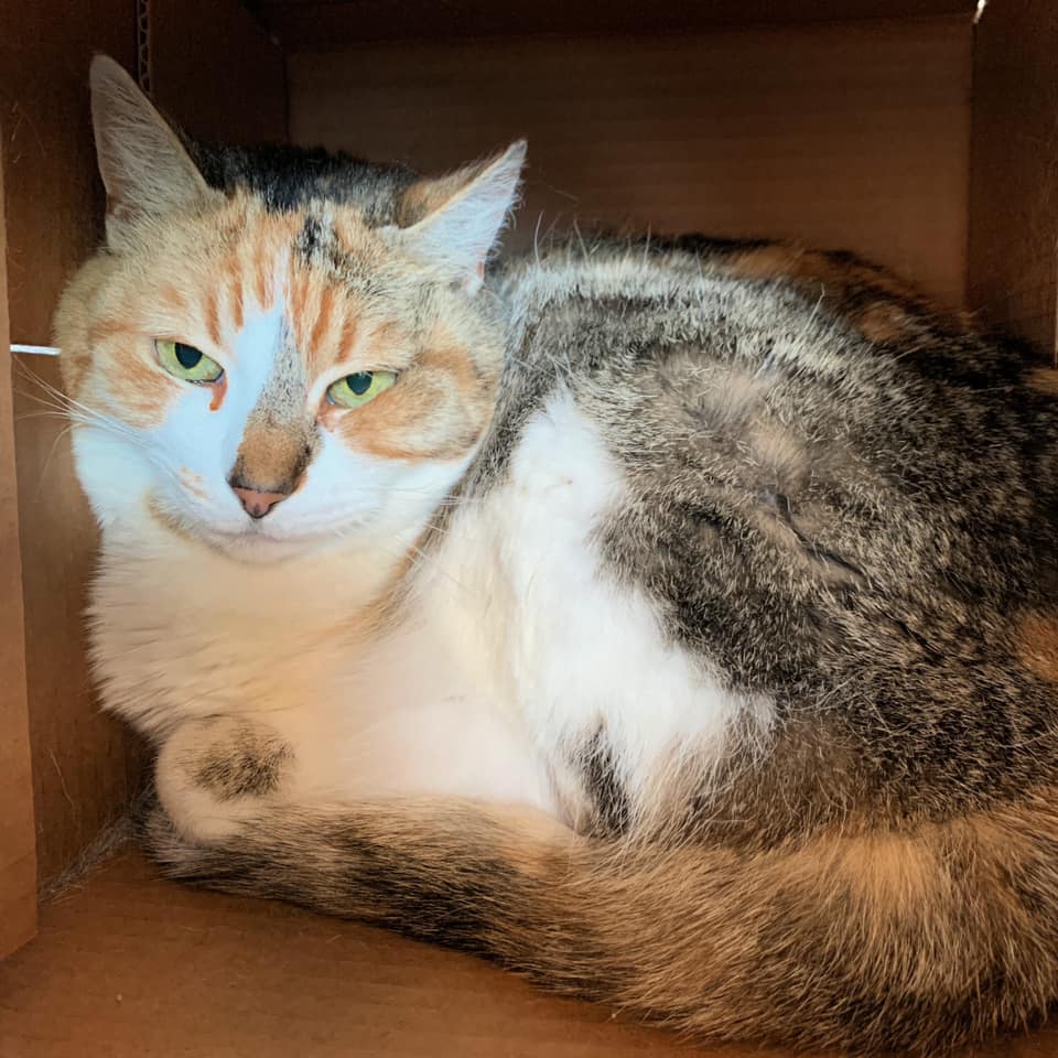 Adorable tabico kitty "Fig" ID # 749 in #LindonUT (a gassing shelter) hopes her rescuing angel comes very soon! This lovely girl is shy but loves cuddles! No kids but cats okay! Adopt! Foster! Phone/email: (801) 785-3442 nuvas@orem.org Pledge! URGENT!
facebook.com/gaschambercats…