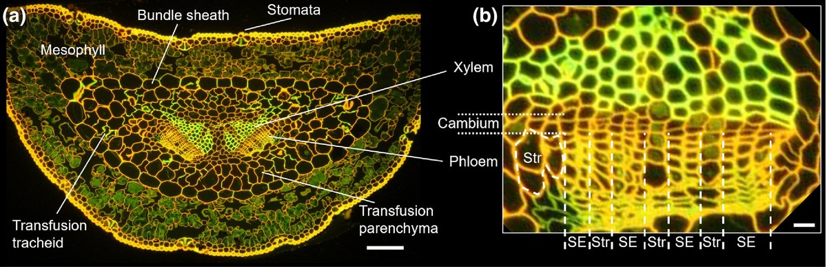 The mechanism of sugar export from long conifer needles <a href="/treecophys/">Citrus Physiology</a> nph.onlinelibrary.wiley.com/doi/10.1111/np…