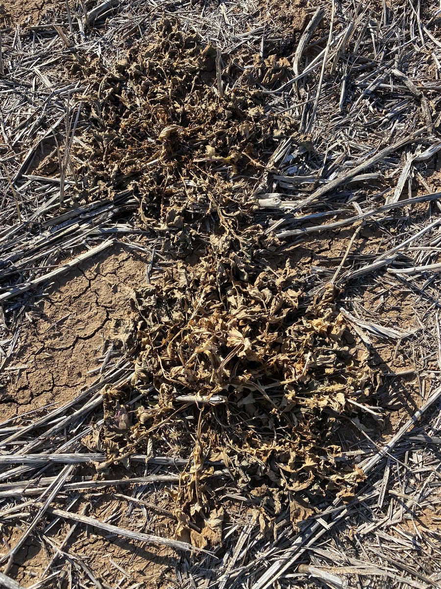 James Kanaley tweet media