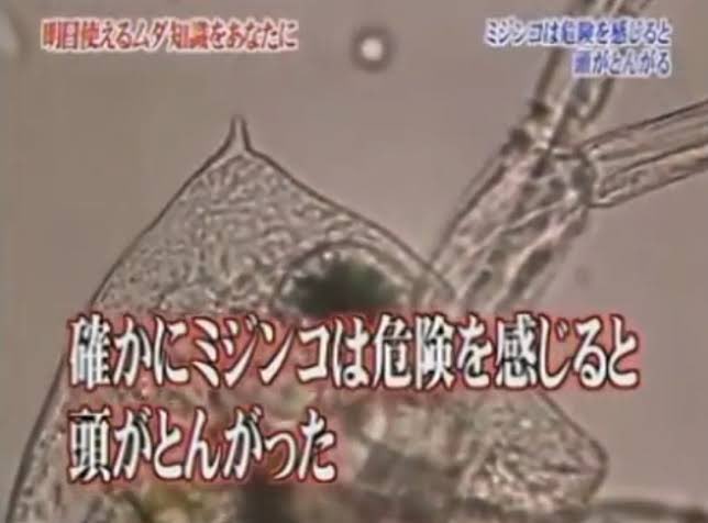 ダムるし クトゥルフ警察無能問題があんまり好きでなく わたしの卓では探索者が警察 に頼る場合成否に関わらず精一杯尽力します そのかわり探索者の身代わりとして頭からバリバリ神話生物に食われたりします 有能でも食べられるときは食べられるので