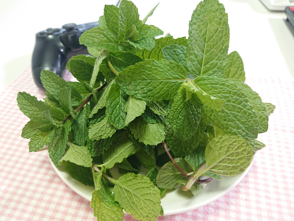 虫対策 虫対策