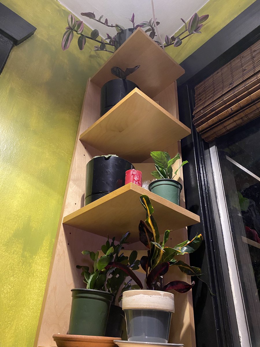 GardnerOnTheGo's tweet photo. Plants are now in pretty much every corner of the house https://t.co/BMfylyksq2