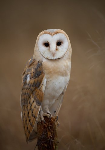 There was an owl liv'd in an oak
The more he heard, the less he spoke
The less he spoke, the more he heard.

O, if men were all like that wise bird.