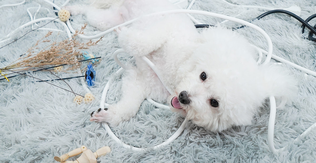 NTONPOWER_USA's tweet photo. A lock lid not just hides all your cords and wires inside, also serves as a safety shield for your lovely pets🤲https://t.co/TDMYI58A1i
#ntonpower #cablemanagement #BichonFrise #organizer #cable #wires #puppy #cablebox #safehome https://t.co/7EvjSKRj3i