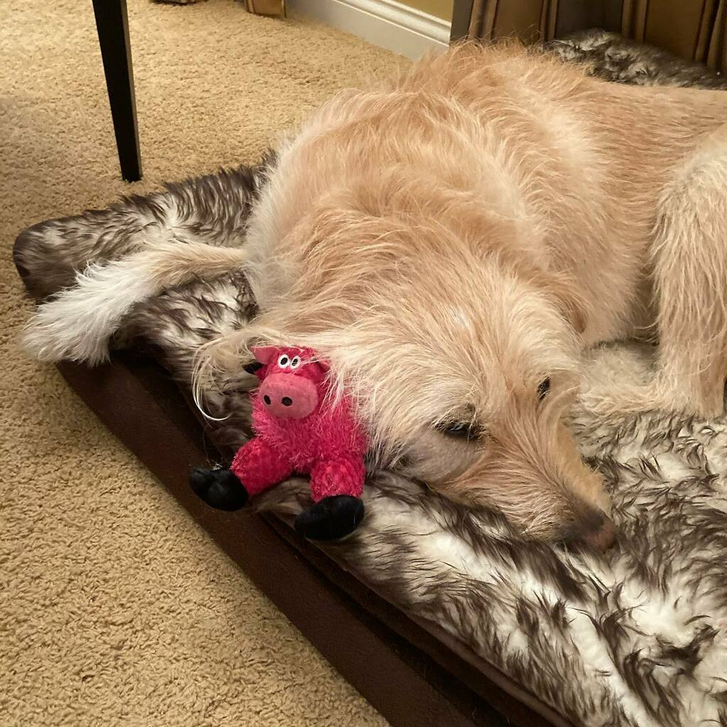 Baxter has a pink cow for a friend.
