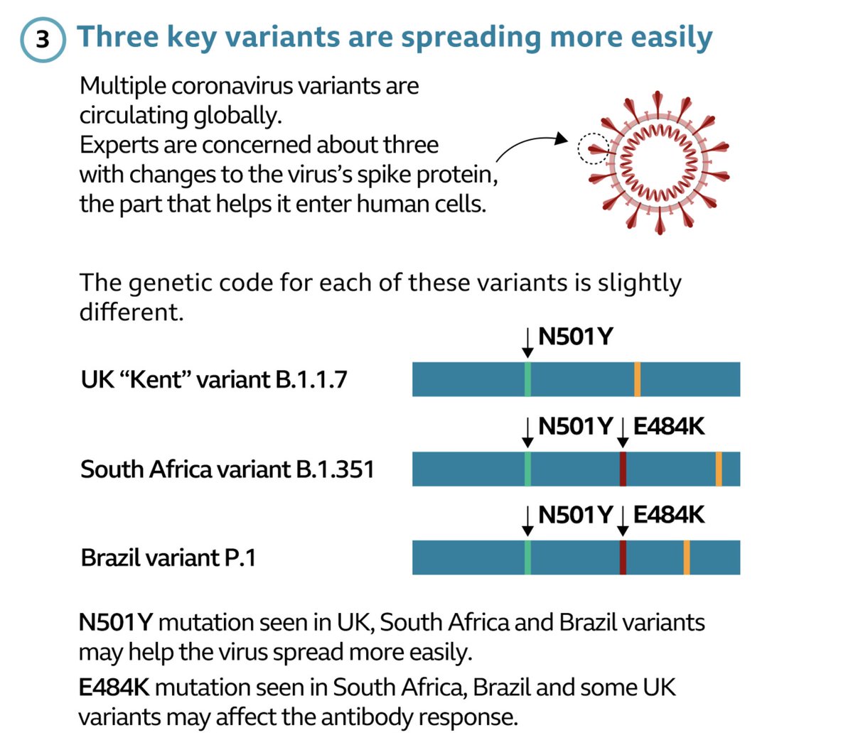 2. Le virus circulant  #COVID19 n'est pas le même qu'en 2020, "les mêmes" d'ailleurs... notamment les 3 "variants préoccupants", anglais, sud africain, et brésilien, jusqu'à 1,5-1,7 fois plus contagieux pour les 2 premiers, et 1,4-2,2 fois plus pour le 3e.  #COVID19 