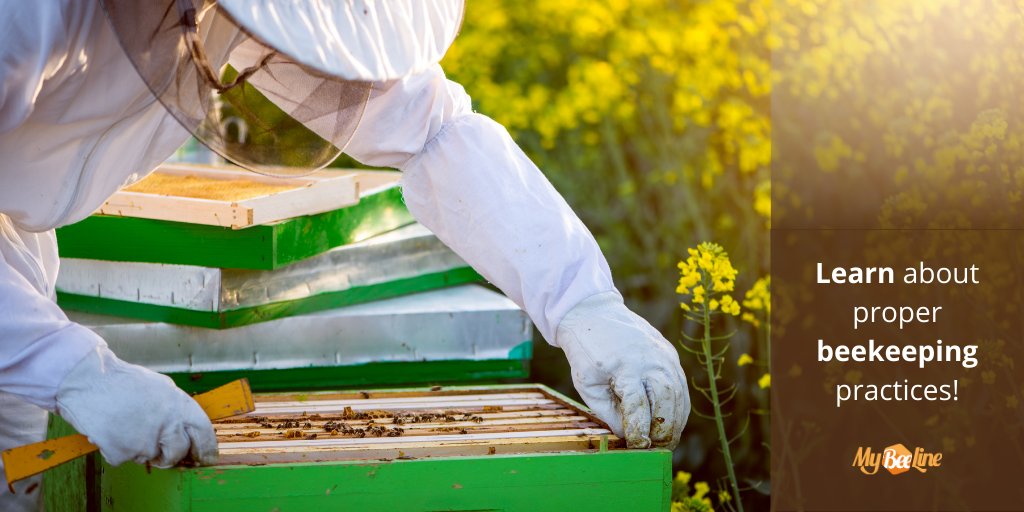 MyBeeLineCo's tweet image. What is crucial to know when starting with beekeeping? Learn all the tips every beginner in beekeeping should know on buff.ly/2H919RA.

#beekeeping #beekeeper #beekeepingbeginner #bees #honeybees #rawhoney #localhoney