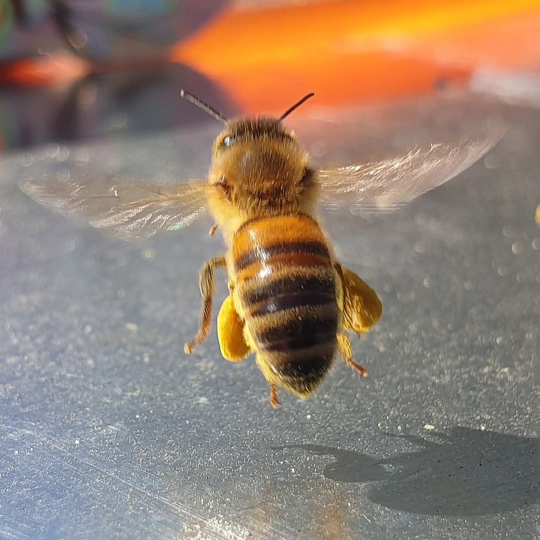Flight KL 1254 to Haarlem is ready to take off! Zwaar beladen huiswaarts #bijen #Haarlem #bees #honeybees #pollinators