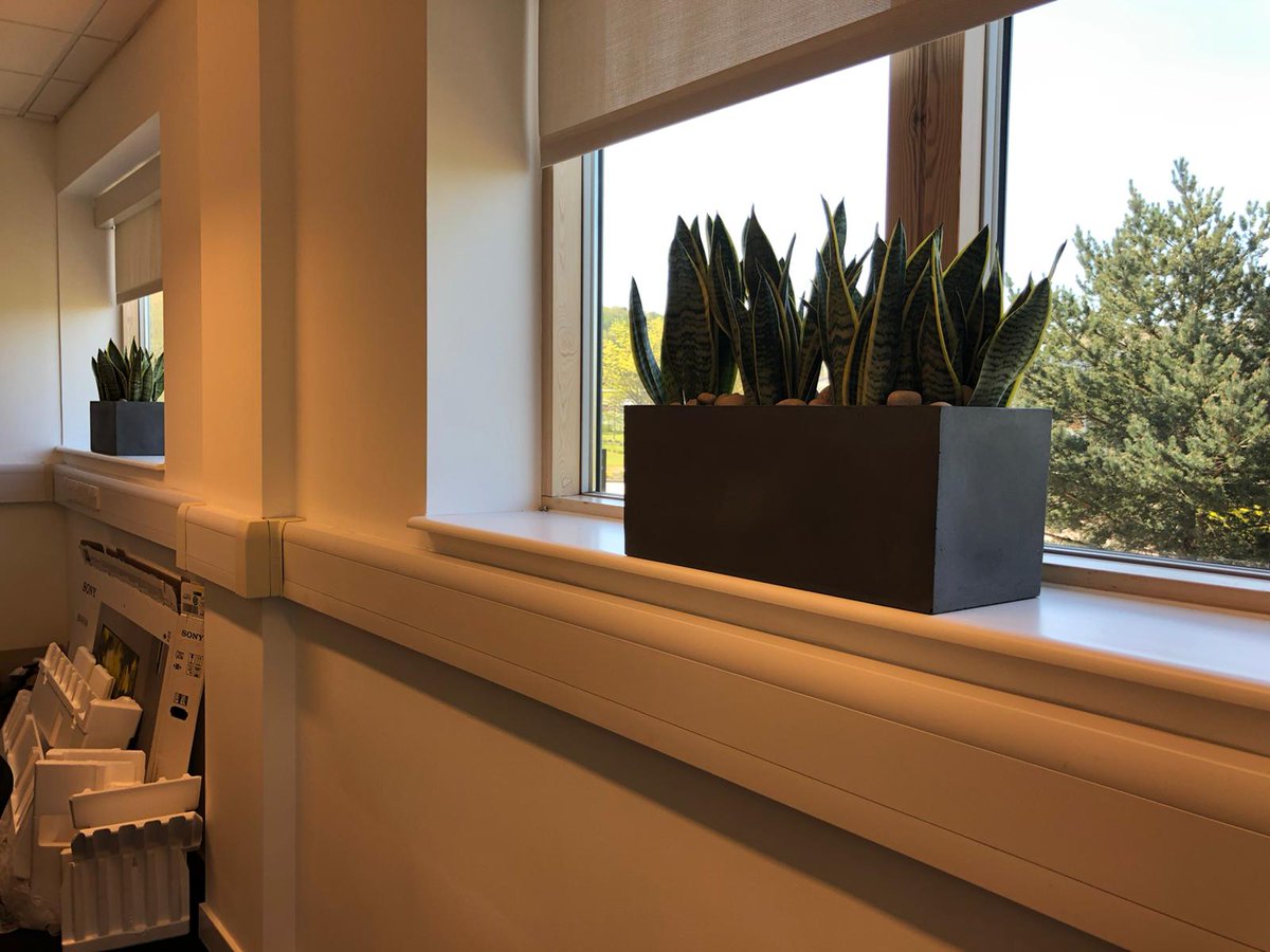 Window sills are great areas for planting within offices 👌🏻🪴🍀🌿🌱 #upnw #urbanplanters #valueofplants #biophilia #biophilicdesign #windowplanters #officeplanting #healthy #greenery #trough #staysafe