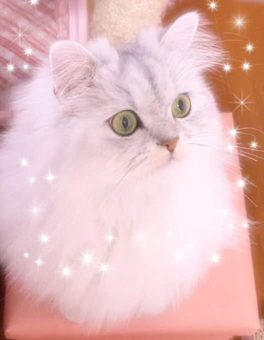 ふわふわ加工のtwitterイラスト検索結果