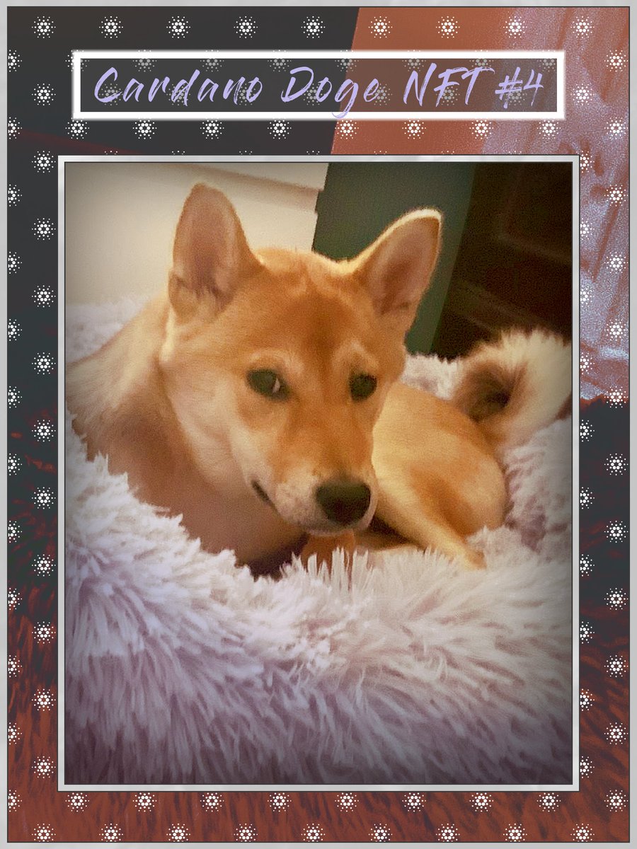 Cardano Doge NFTs | Shiba Inu Cardano NFTS! tweet media