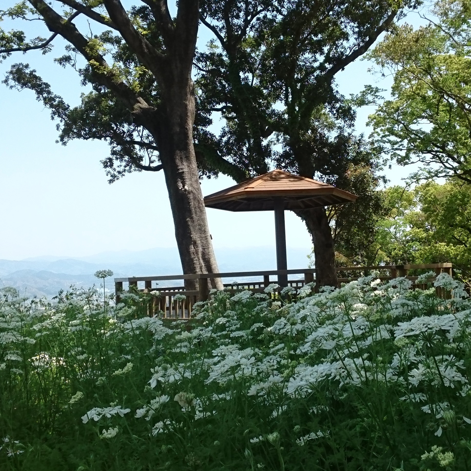 のんのん いいね 制限あり Rt専用accountあり 牧野植物園に行って来ました 観光バスで来園の小 中学生と一緒になり賑やかで楽しかったです 植物園 オルラヤ イマソラ 空が好き 空がある風景 T Co 5djvs0q8wb Twitter