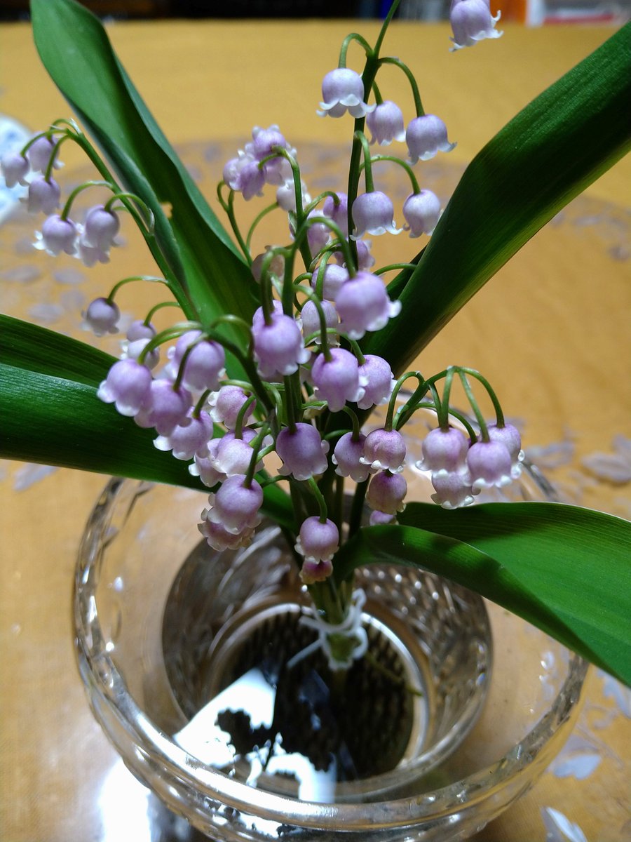 津田公子 ピンクスズラン 生け花にしていますが 動物のいる家では要注意 鈴蘭をいけたコップの水は毒です 猫や鳥が飲まないように注意がいります