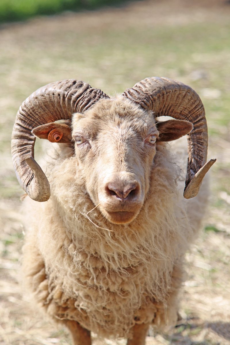 マザー牧場 Gw は おうちでもマザー牧場 ゴールデン動物ウィーク 2日目 こう見えて羊 マンクスロフタン のガブ 大きくてカッコいい角に目を奪われがちですが 実は 金色でふわふわな毛とうっとりするほど綺麗な金色の瞳の持ち主なんです