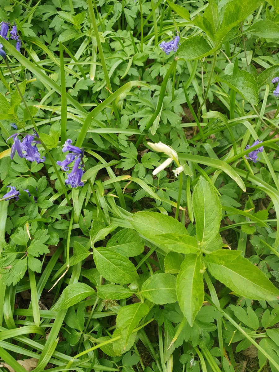 Jared Young tweet media